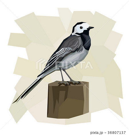 Vector simple illustration of wagtail bird. 36807137