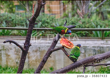 Rainbow Lorikeets eating papaya 36807433