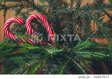 Candy Canes on a Christmas tree 36807617