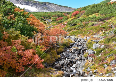 紅葉のピークを迎えた乗鞍岳の絶景 36807660