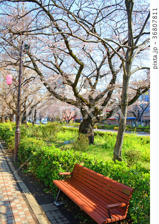 東京都国立市　国立駅前　大学通りの桜と菜の花 36807811