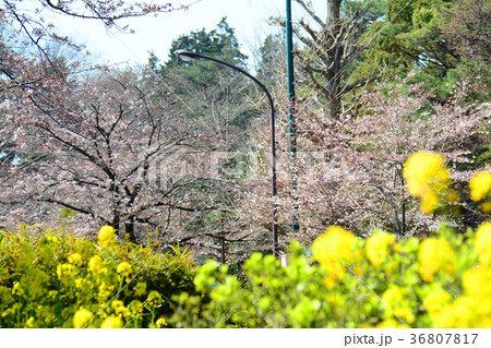 東京都国立市　国立駅前　大学通りの桜と菜の花 36807817