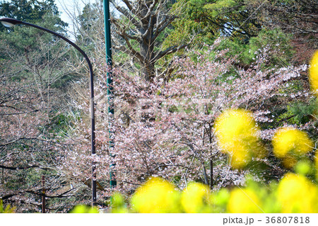 東京都国立市　国立駅前　大学通りの桜と菜の花 36807818