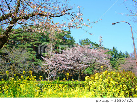 東京都国立市　国立駅前　大学通りの桜と菜の花 36807826