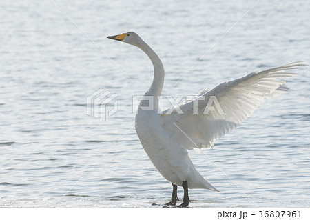 羽ばたく白鳥の写真素材