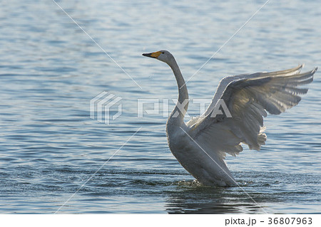 羽ばたく白鳥 36807963