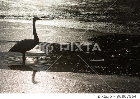 光と白鳥 36807964