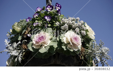 ハボタン　バスケット作り　02 36808032