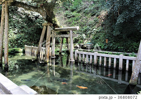 鹿島神宮（御手洗池） 36808072