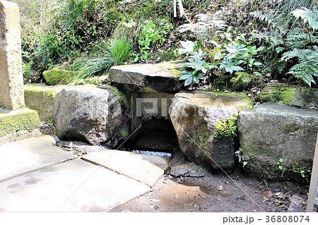 鹿島神宮（御手洗池の湧水） 36808074