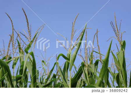 Corn field against blue sky 36809242