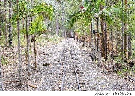 Railroad track in palm forest 36809258