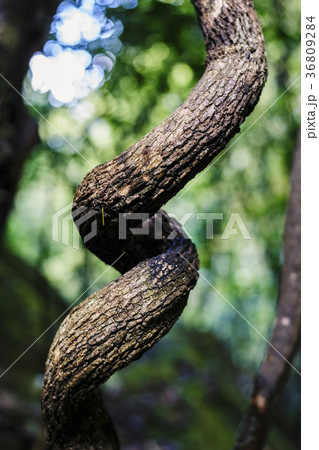 Curved tree trunk 36809284