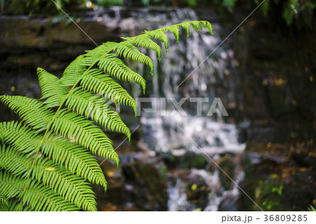 Green leaves of fern 36809285