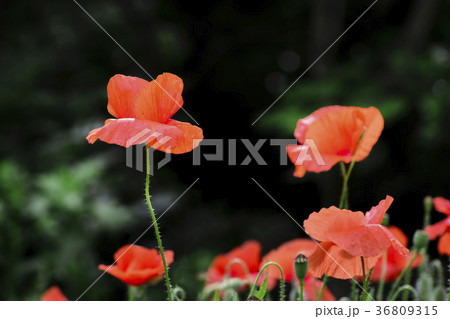 Heads of poppies Heads of poppies 36809315