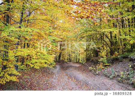 Path across autumn forest 36809328