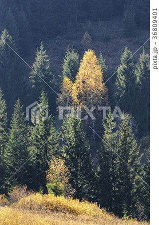 Ukraine, Ivano-Frankivsk region, Verkhovyna district, Carpathians, Dzembronya village, Forest during autumn 36809401