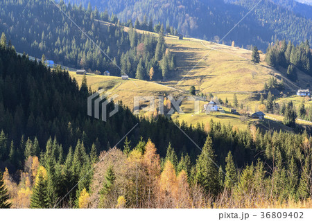 Ukraine, Ivano-Frankivsk region, Verkhovyna district, Carpathians, Dzembronya village, Landscape with forest 36809402