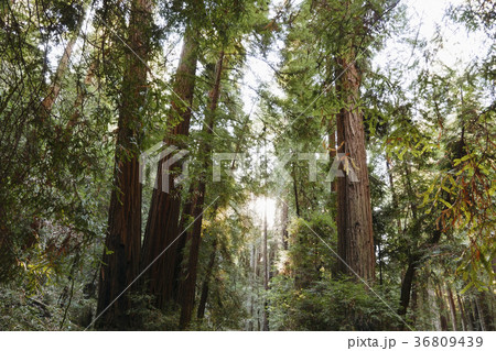 USA, California, Muir Woods National Park, Tall trees in forest 36809439
