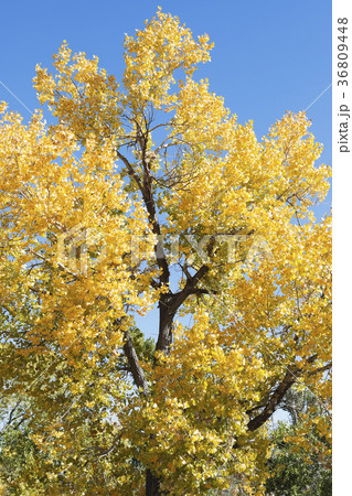 USA, California, Hope Valley, Tree with yellow leaves against blue sky USA, California, Hope Valley, Tree with yellow leaves against blue sky 36809448
