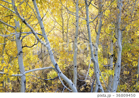 Forest during autumn 36809450