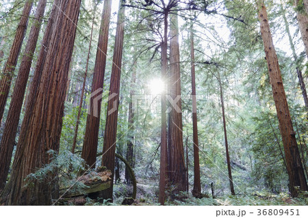 USA, California, Muir Woods National Park, Tall trees in forest 36809451
