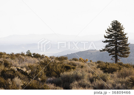 USA, California, Eastern Sierras, Landscape with single tree 36809466