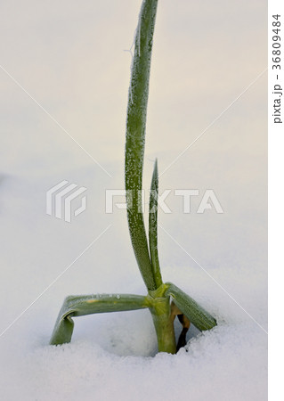 雪に埋まる長ネギ　只見町 36809484