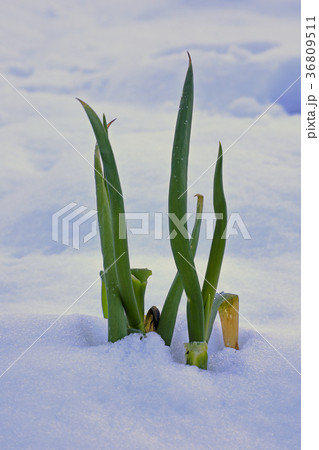 雪に埋まる長ネギ 只見町 雪に埋まる長ネギ 只見町 36809511