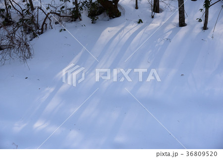 降り積もった雪の上に林の木立ちの影が映りこんでいる風景を撮影 36809520