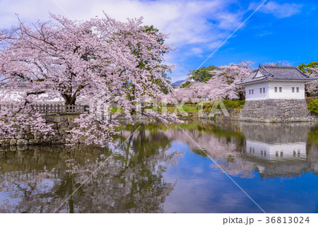 【神奈川県】小田原城、桜の季節 36813024