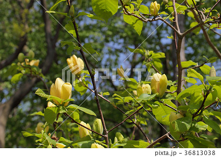 キモクレンの花 キモクレンの花 36813038