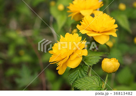 八重山吹 36813482