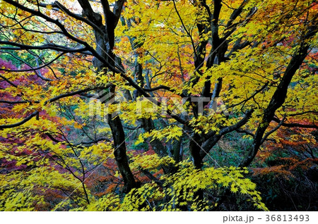 宮路山の紅葉 36813493