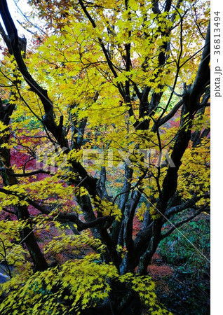宮路山の紅葉 36813494