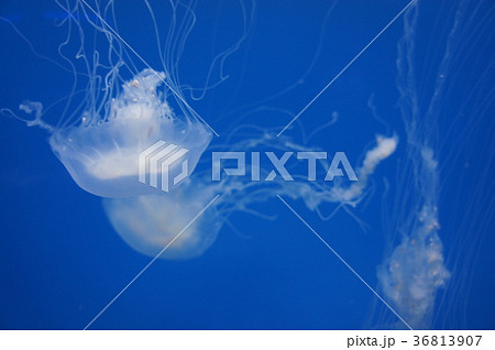 ボルチモア国立水族館のクラゲ ボルチモア国立水族館のクラゲ 36813907