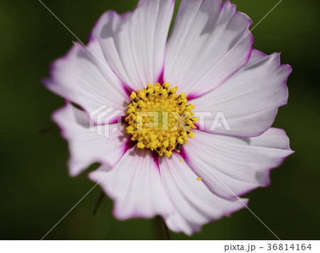 コスモス ピコティ 寄りの1輪の写真素材