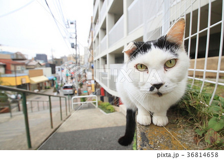 夕焼けだんだんの猫の写真素材