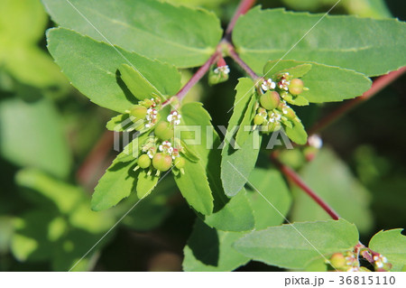 オオニシキソウの花と実 36815110