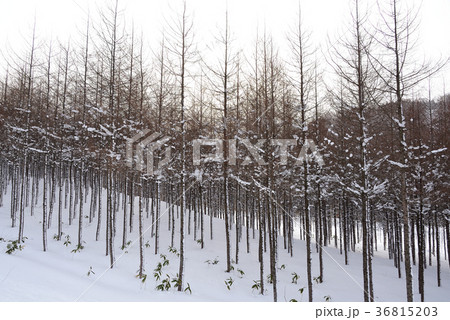 北海道北斗市中山峠の落葉松林の冬の風景を撮影 36815203