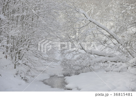 北海道北斗市中山峠で雪の降り積もった川の冬景色を撮影 36815481