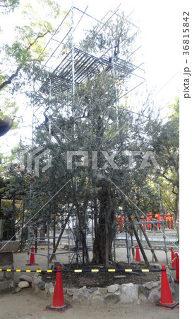 湊川神社　オリーブ樹 36815842