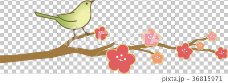 Uguisu plum branch 36815971