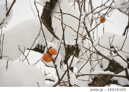 柿の木の残り柿と新雪が降り積もった風景を撮影 柿の木の残り柿と新雪が降り積もった風景を撮影 36816160