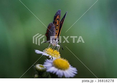 ヒメジョオンとベニシジミ蝶 36816278