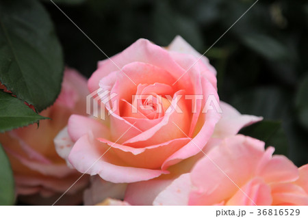 薔薇の花15 エルの写真素材