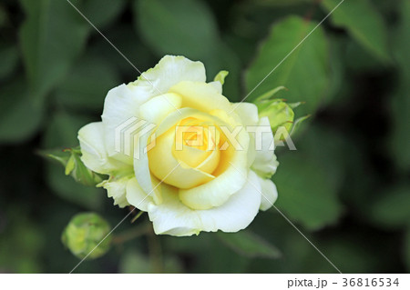 薔薇の花20　快挙 36816534