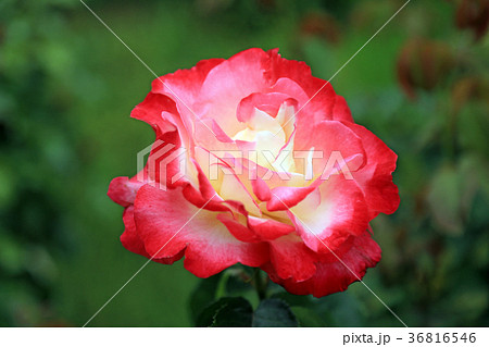 薔薇の花29 ダブルデライト 薔薇の花29 ダブルデライト 36816546
