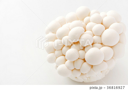 ホワイトブナシメジ 36816927