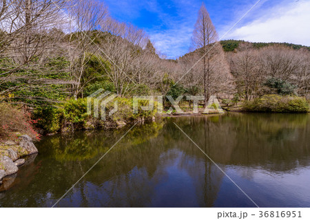 ツツジ咲く、早春の原生の森公園（静岡県函南町） 36816951